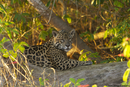 Panthera is leading an ambitious effort to establish a safe jaguar corridor from Mexico to Argentina.: Photograph by Steve Winter courtesy of Panthera.